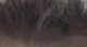 Gray Brown